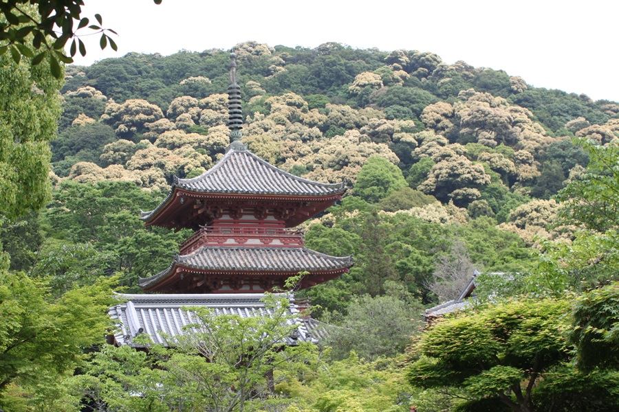 太山寺三重の塔