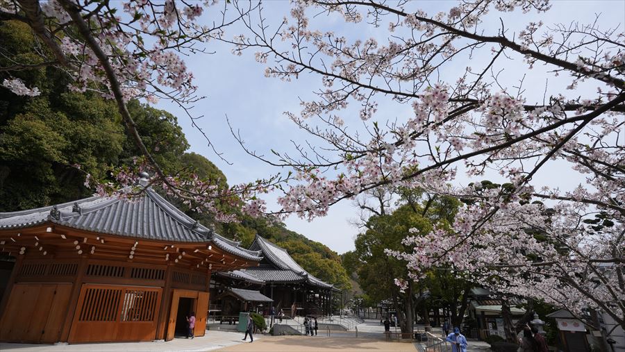 須磨寺　桜